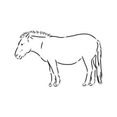 The Przewalski's horse, an abstract image on a white background. Vector illustration, picture a wild stallion