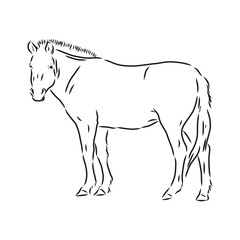 The Przewalski's horse, an abstract image on a white background. Vector illustration, picture a wild stallion