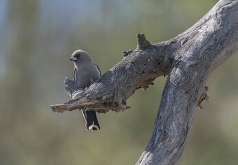 Dusky Woodswallow