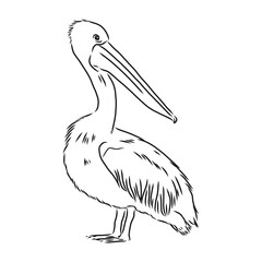Hand drawn pelican portrait made in vector in linear sketch style. Vector graphic for branding or advertising.