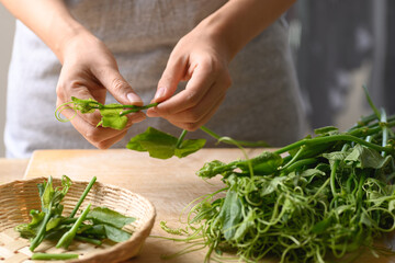 Fresh organic chayote shoot leaf holding by woman hand prepare for cooking