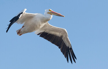 Fototapeta na wymiar Great white pelican