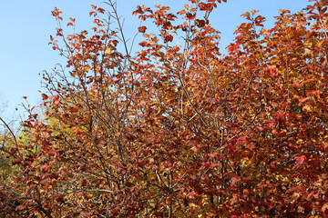 Viburnum opulus with many red and brown leaves in autumn season. Snowball bush in the garden 