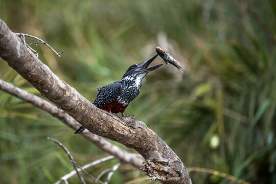 A giant kingfisher, Megaceryle maxima, with a fish in its beak, perching