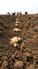 farmers grow ginger in fields, LUANNAN COUNTY, Hebei Province, China