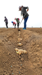 farmers grow ginger in fields, LUANNAN COUNTY, Hebei Province, China
