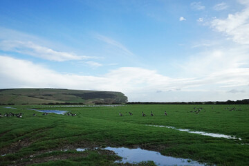 Natural landscape of Seven Sisters cliffs national park with cloudy blue sky and animals- East Sussex, United Kingdom