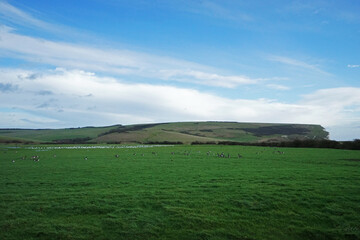 Fototapeta premium Natural landscape of Seven Sisters cliffs national park with cloudy blue sky and animals- East Sussex, United Kingdom