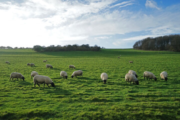 Free range sheep eating grass on green mountain with sunny blue sky