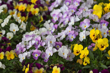 Blooming violets in the garden