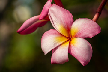 A blooming reddish pink frangipani or plumeria flower in morning light with natural blurred dark green background. It is the Laos national flower that might know as Dok Champa in Lao language. 