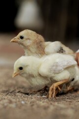 Fototapeta premium baby chicken in a nest