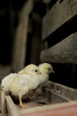 baby chicken in a cage