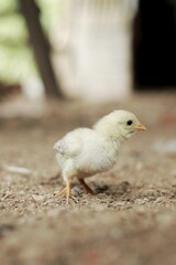 baby chicken in the nest