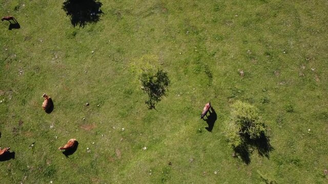 Animals 1