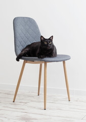 black cat on gray modern chair in white room