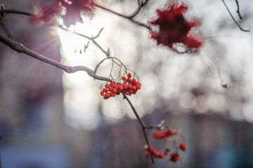 Berries of mountain ash branches are red on a blurry autumn background. Autumn harvest still life scene. Soft focus backdrop photography. Copy space.