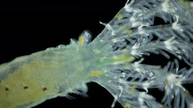 Polychaeta worm, family Sabellidae under a microscope. Filter, lives in a lime tube. Has Radiole tentacles with many cilia. Indian Ocean