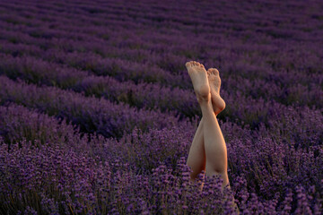 Selective focus. The girls legs stick out of the bushes, warm sunset light. Bushes of lavender purple in blossom, aromatic flowers at lavender fields.