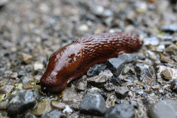 snail on the ground