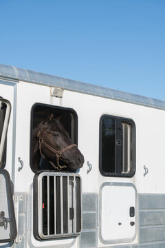horse in horse trailer wearing leather halter looking out open window of horsebox white trailer window open vertical format blue sky on top room for masthead or logo signifying safe horse transport 