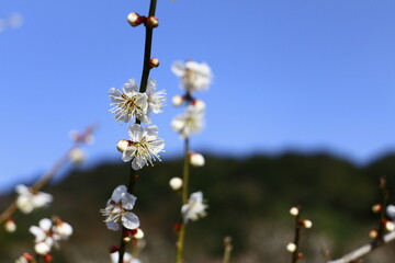 梅の花と青空