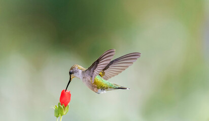 Naklejka na ściany i meble Black-chinned hummingbird