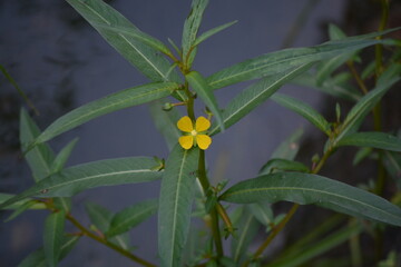 Ludwigia peruviana, with the common names Peruvian primrose-willow or Peruvian water primrose, is an aquatic, sometimes deciduous species of flowering plant in the evening primrose family