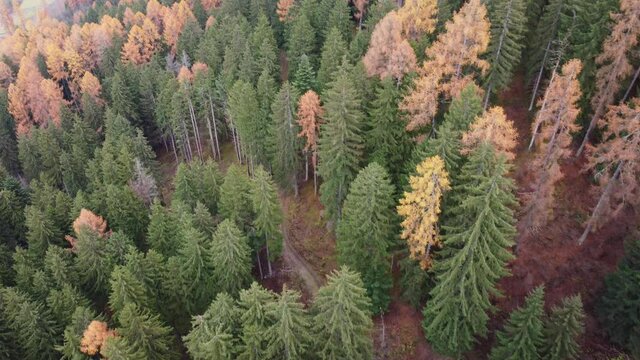 boschi montagne alberi autunno larici abeti trentino vaia 