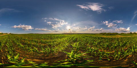 full seamless spherical hdri 360 panorama view among young corn fields  with blue sky in...