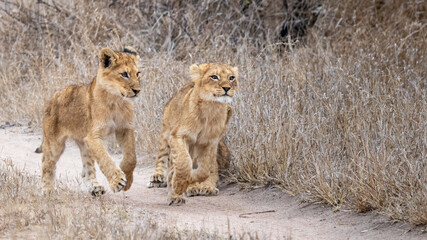 Two lion cubs, Panthera leo, run on a dirt track through dry grass
