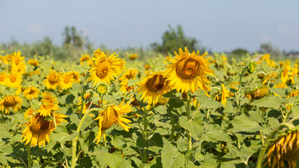 Sunflower field. Field with an infinite sunflower