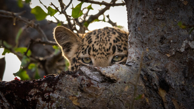 A leopard cub, Panthera pardus, peers over a branch in a tree
