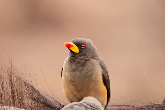 A yellow-billed oxpecker bird, Buphagus africanus, sitting, looking out of frame
