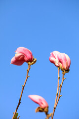 Magnolia in full bloom in the park, North China