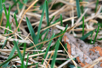 Mosquitoes live in weeds, North China