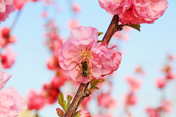 Bees collect nectar from flowers, North China