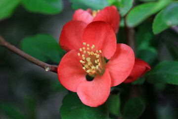 The flower of Begonia is in the botanical garden, North China
