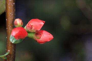 The flower of Begonia is in the botanical garden, North China