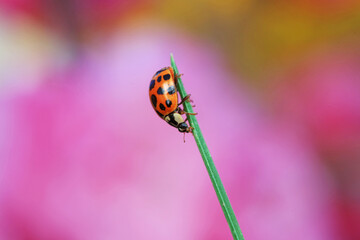 Harmonia axyridis crawls on plants, North China
