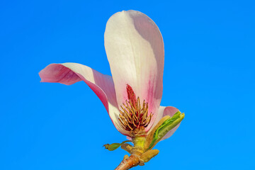 Fototapeta na wymiar Beautiful stamen of Magnolia, North China