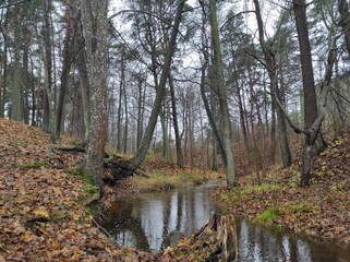 forest in autumn