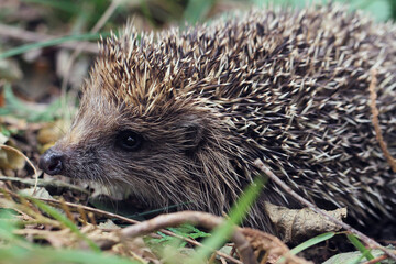 hedgehog in the grass