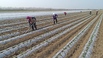 Obraz premium farmers are planting sweet potato seeds in the fields.