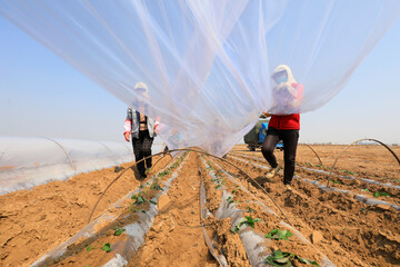 farmers are planting sweet potato seeds in the fields.