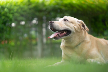 Portrait of playful adult Labrador retriever playing at grass lawn close up with copyspace. Dog enjoying in the backyard grass field close up.