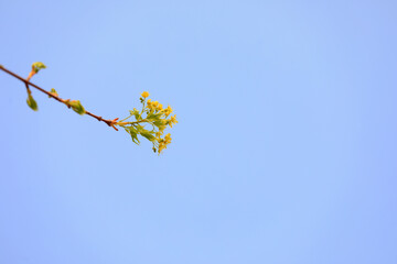 Liriodendron flowers in botanical garden, North China