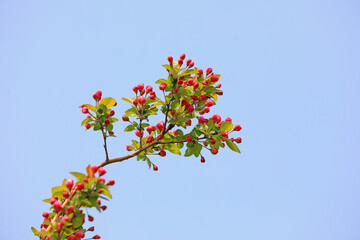 Begonia flowers in botanical garden, North China