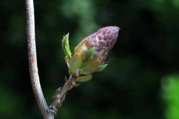 Beautiful Wisteria buds in the botanical garden, North China