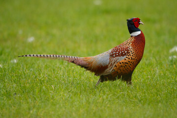 pheasant male in the grass
